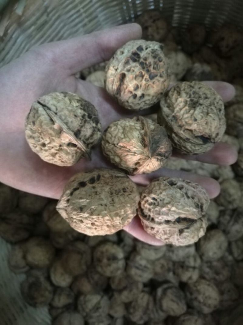 大泡核桃云南大理漾濞核桃