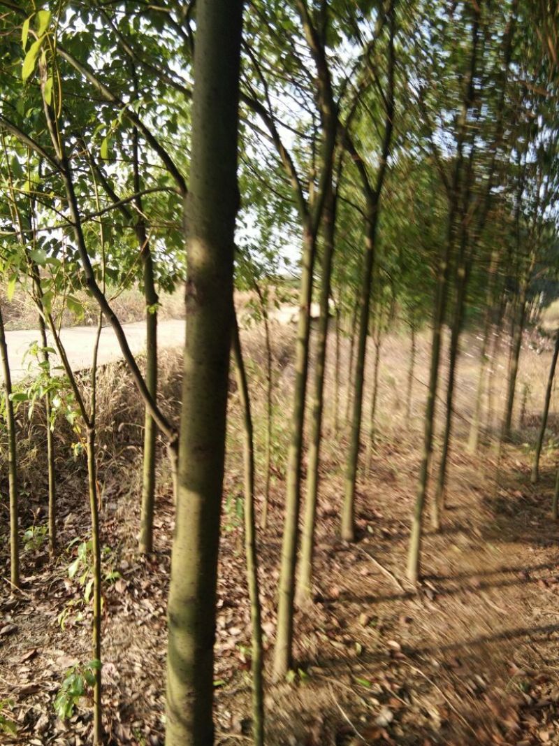 大叶香樟4~6cm4~6cm3~3.5米欢迎惠顾