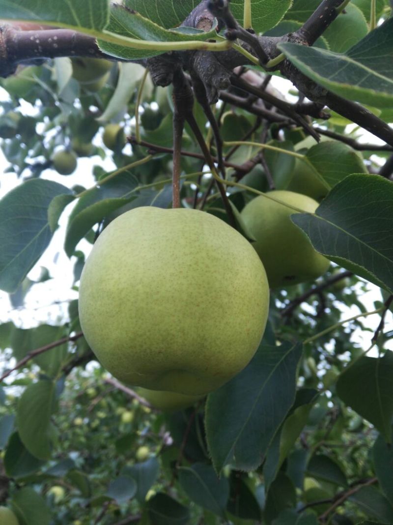 蜜梨200~250g光果