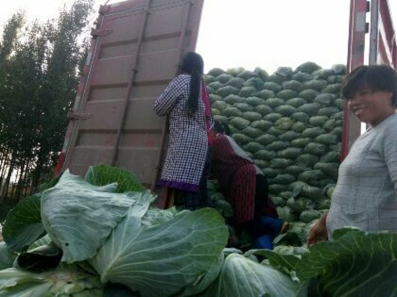 供应京丰1号甘蓝大量上市精品包菜可对接商超