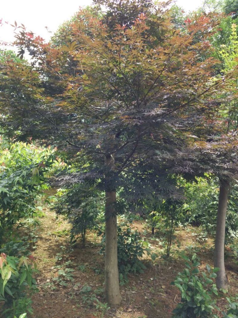 红枫，日本红枫，红枫小苗，精品红枫，浏阳嫁接红枫价格