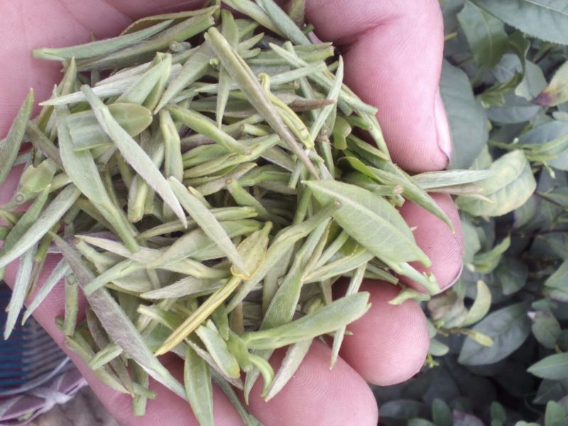 本山茶一级