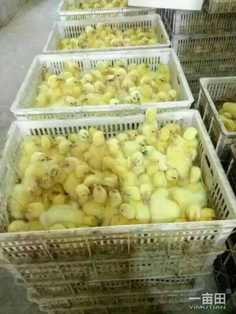 皖西白鹅鹅苗250g