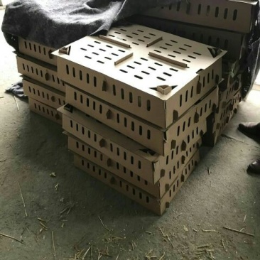 扬州大白鹅苗250g以下