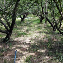 新鲜纸皮巴旦木200亩种植基地马上开始批量订购，先到先得