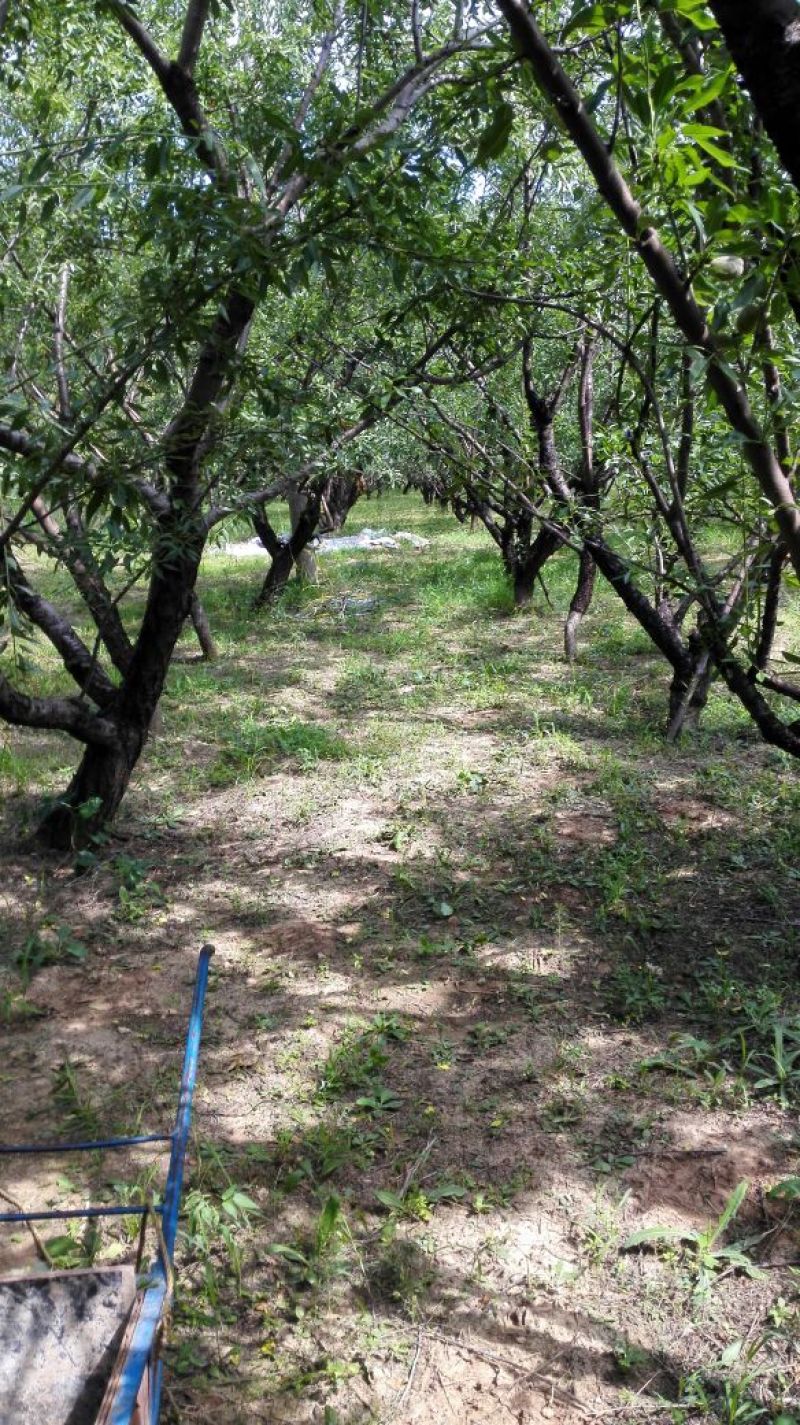 新鲜纸皮巴旦木200亩种植基地马上开始批量订购，先到先得