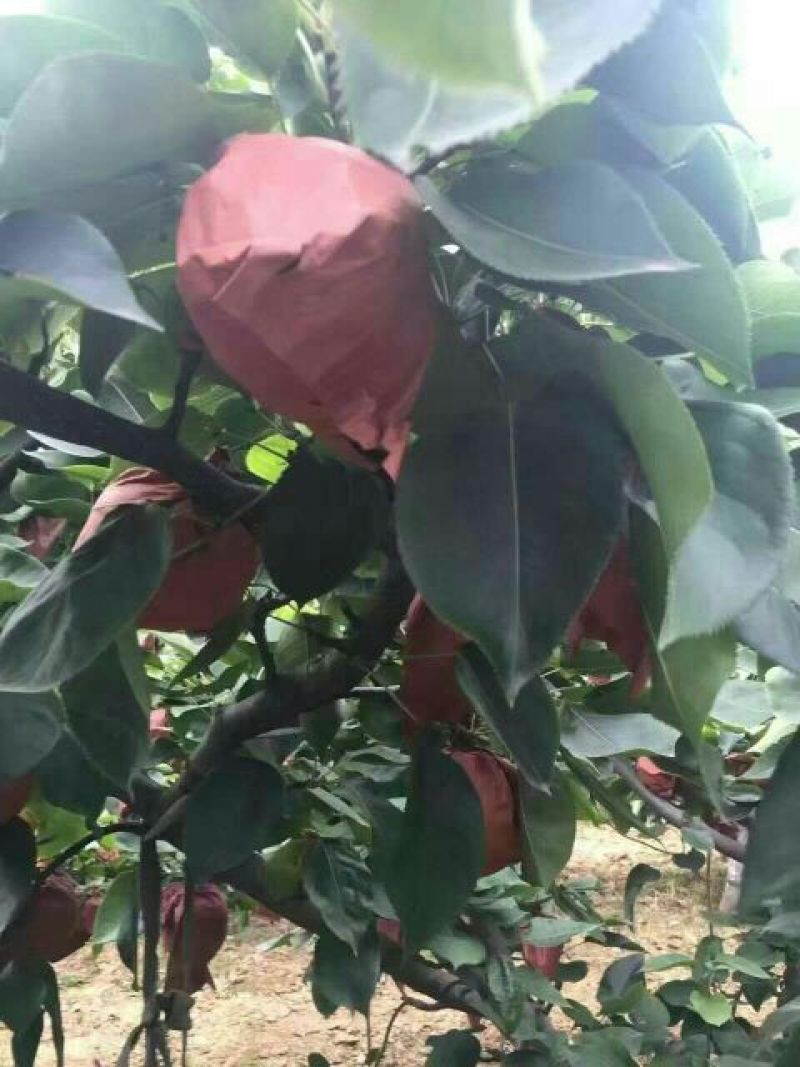 黄金梨550~600g纸箱