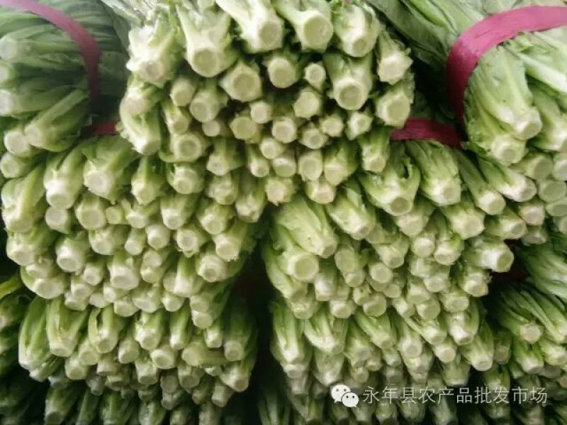 油麦菜25~30厘米以上