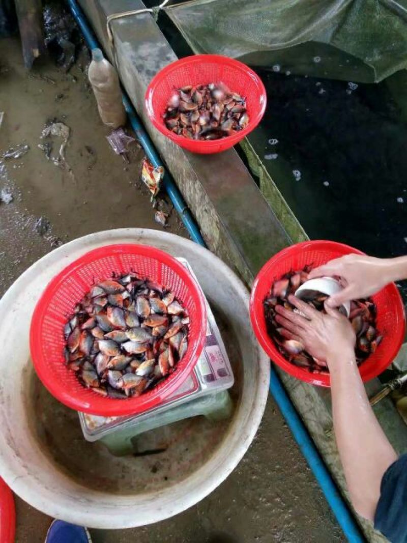 鲳鱼鱼苗，大量批发，欢迎订购。。。。。。