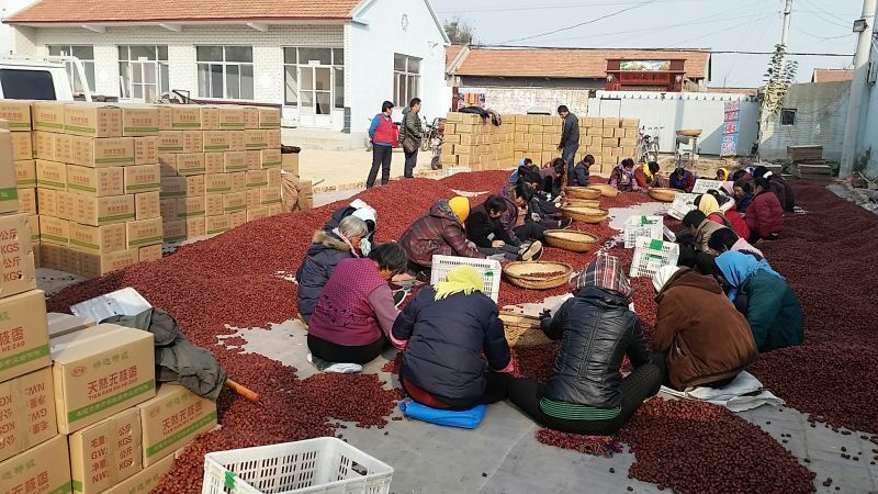 金丝小枣规格多价格低量大优惠产地直供价格低
