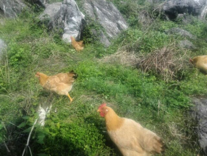 土鸡6~9月原生态中药保健
