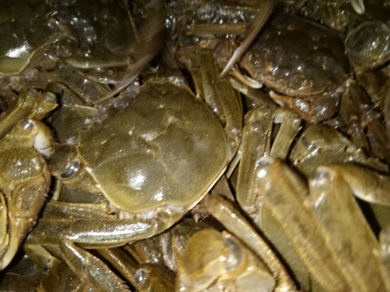 螃蟹食用雄蟹可视频，现场看货