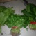 大叶菠菜25~30厘米