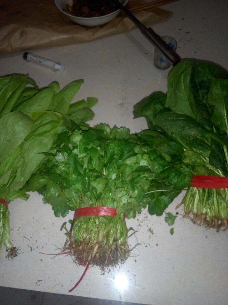 大叶菠菜25~30厘米