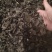 木耳
