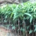 芒果苗1m以下