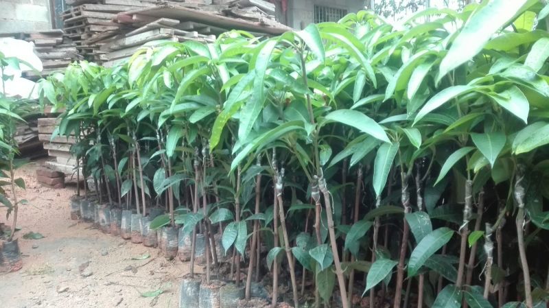 芒果苗1m以下