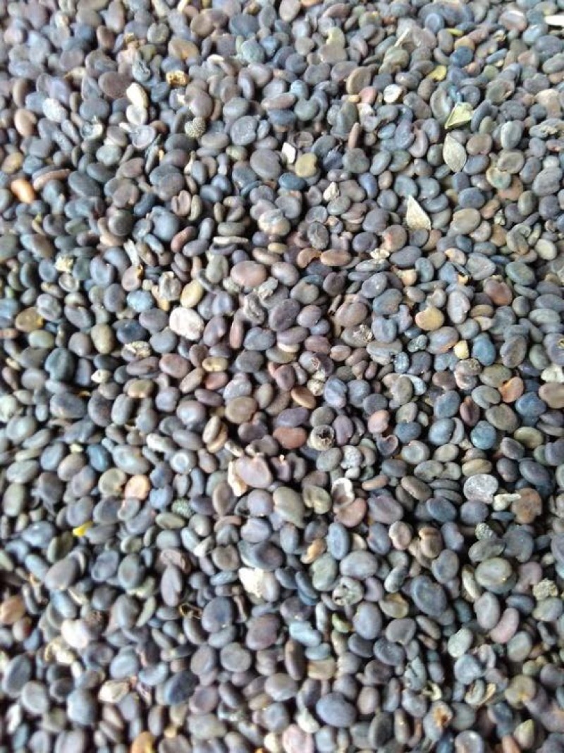 黄芪种子发芽率95%以上