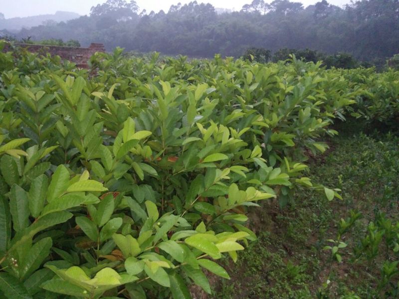番石榴苗50~80cm