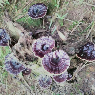 灵芝8~12公分