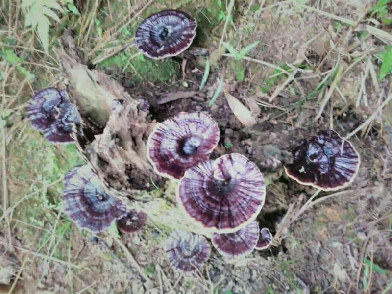 灵芝8~12公分