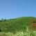 竹子4~5m