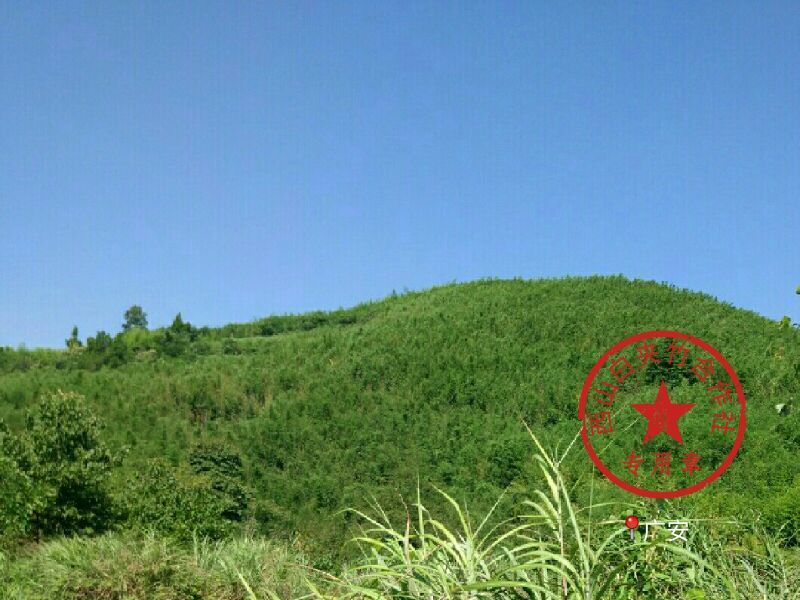 竹子4~5m
