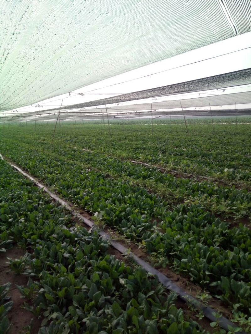 夏菠菜25~30厘米
