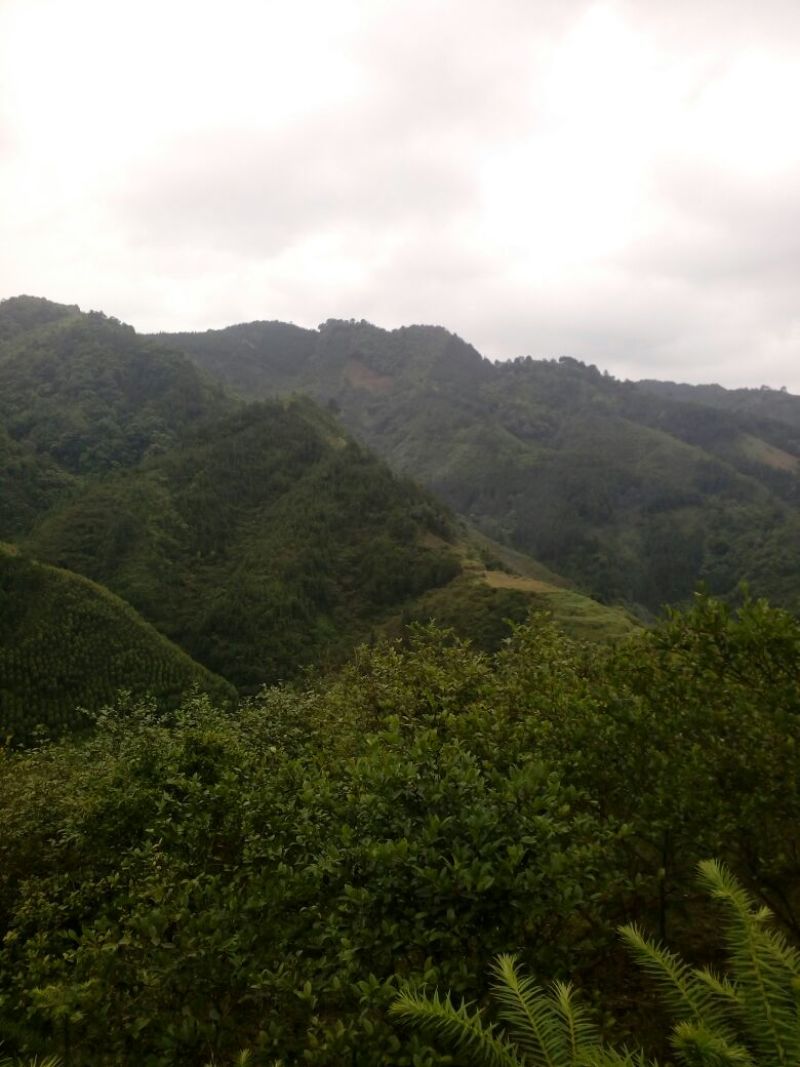 茶油