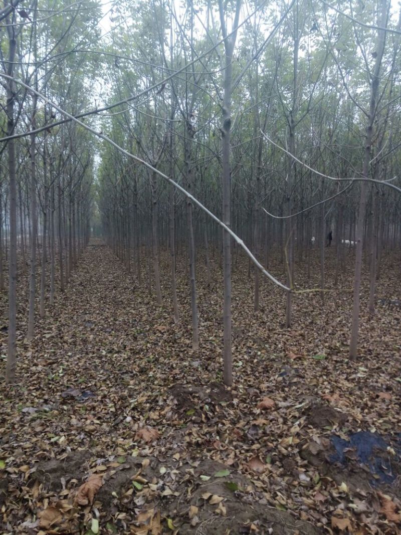 白蜡6~8cm4~6cm