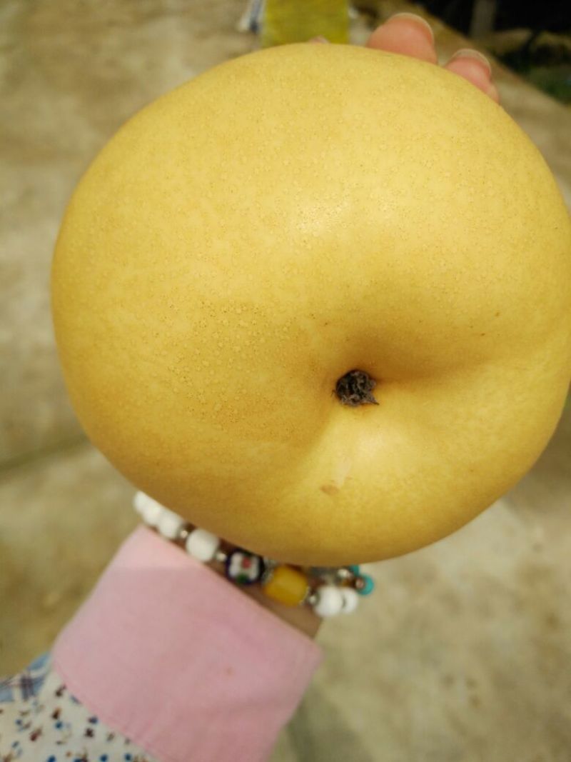 丰水梨250~300g纸袋