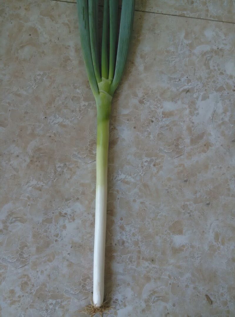 铁杆大葱毛葱2cm左右