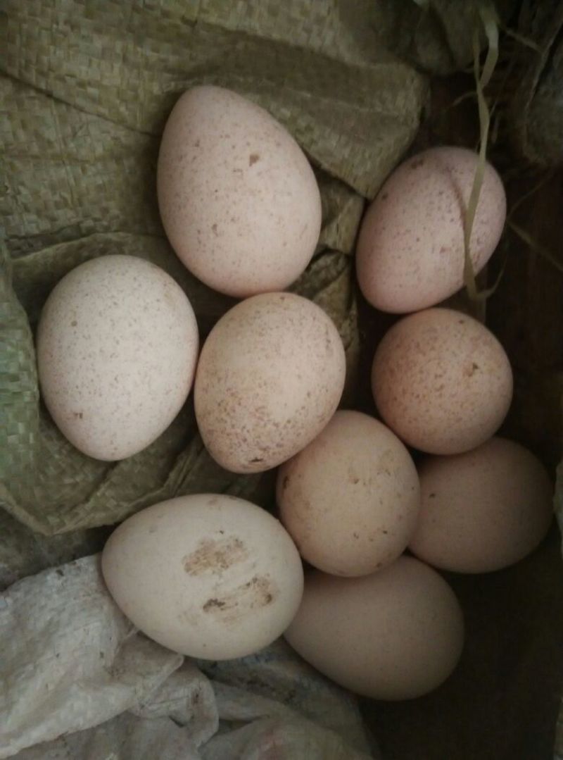 野鸡蛋孵化50~60g