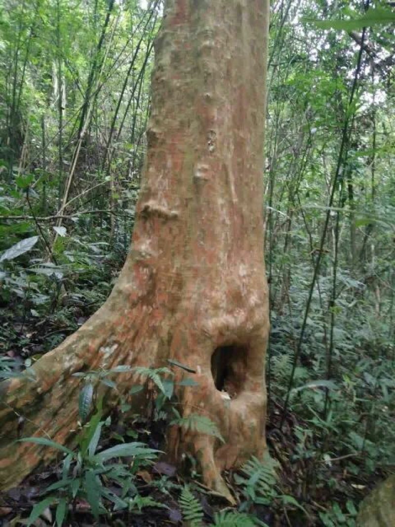 马灵光1.5~2m
