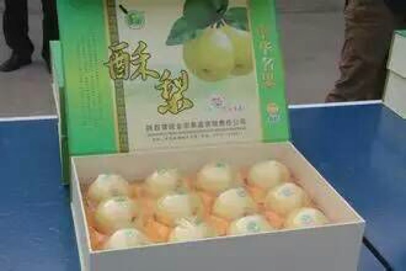 酥梨大量上市有需要的客商抓紧时间联系货美价廉