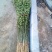 枸橘树51~80cm