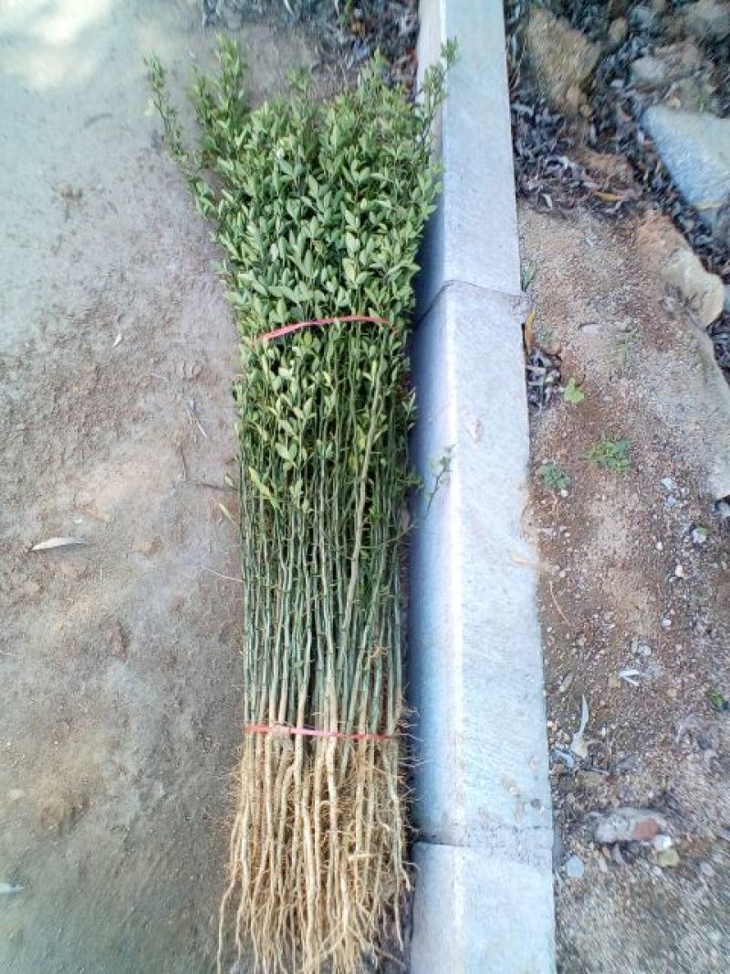 枸橘树51~80cm