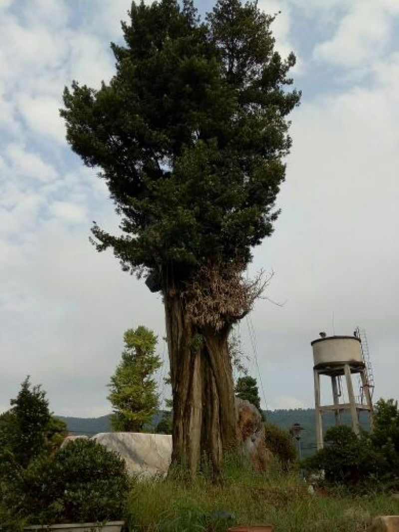 罗汉松树桩15~20cm