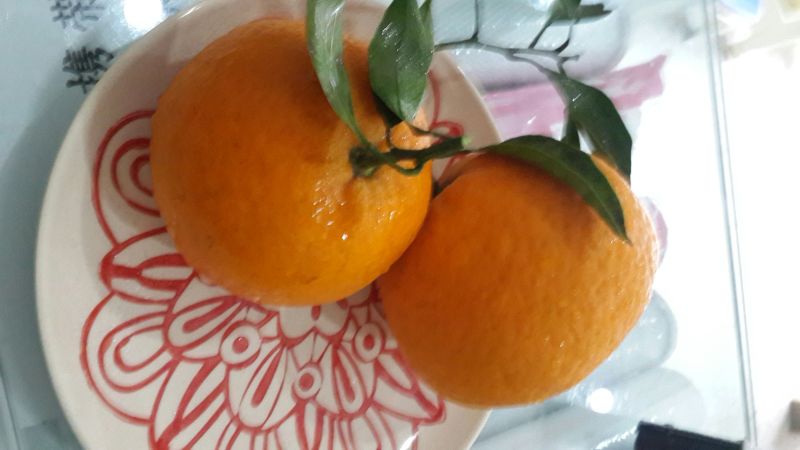 青见柑桔7.5~8cm