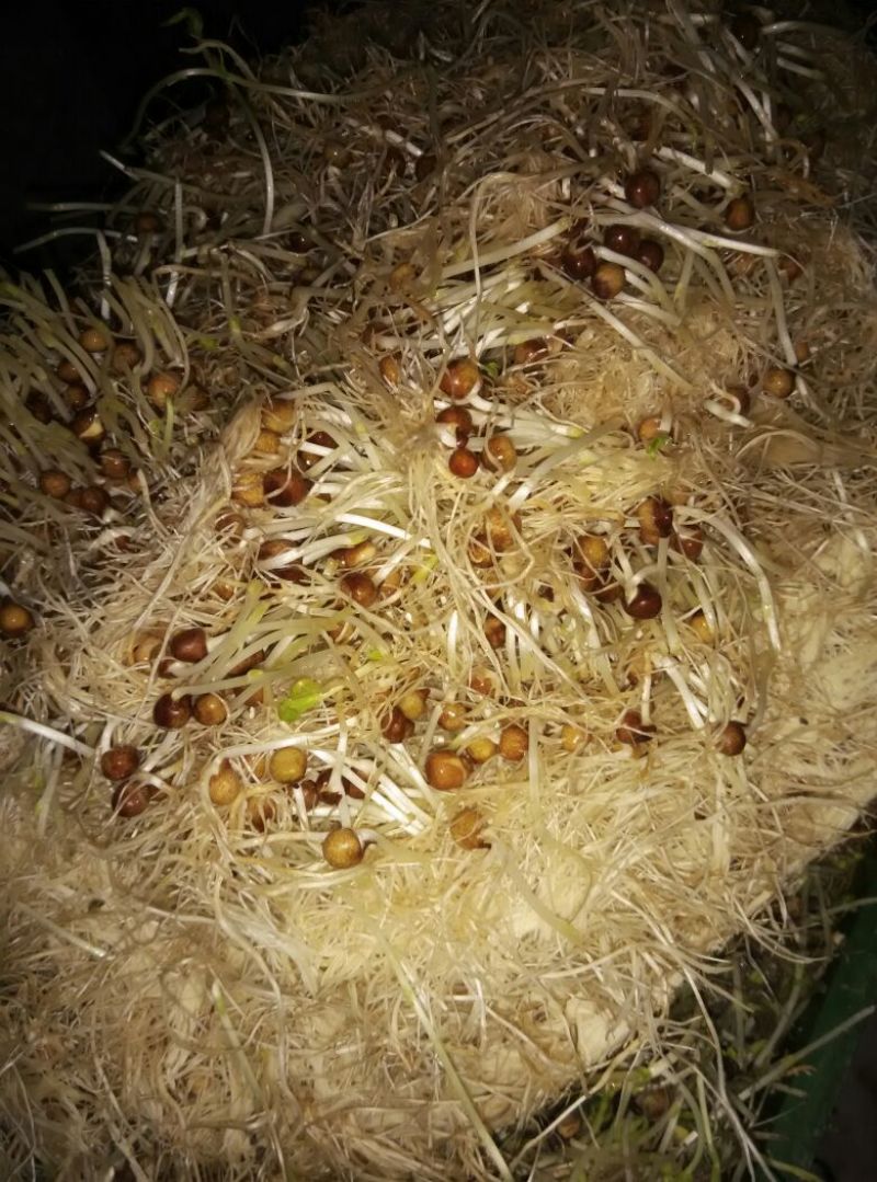菜饼
