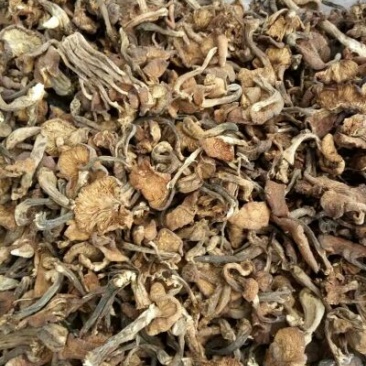 树秋菌一级