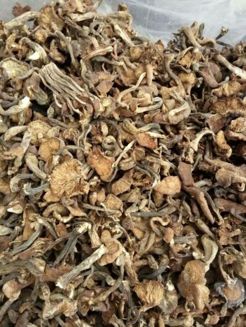 树秋菌一级