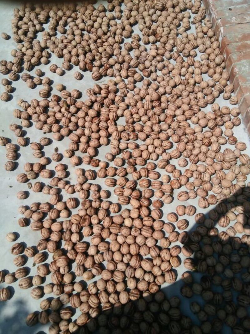 薄皮核桃30mm以上去皮干