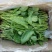 越冬菠菜25~30厘米