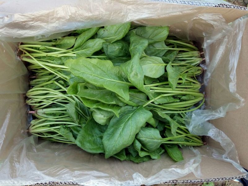 越冬菠菜25~30厘米