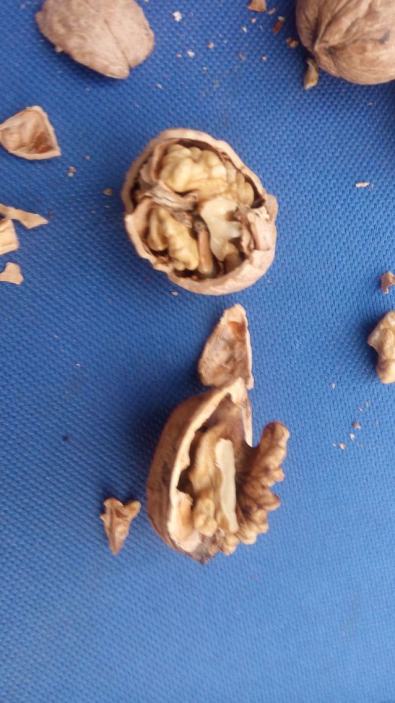 薄皮核桃30mm以上去皮干
