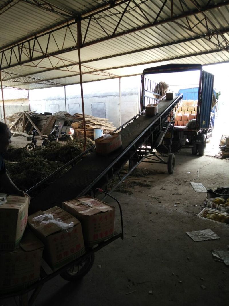 荷兰十五土豆希森土豆坤元6山东黄皮黄心土豆内蒙土豆产地