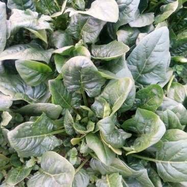 黑叶菠菜15~20厘米