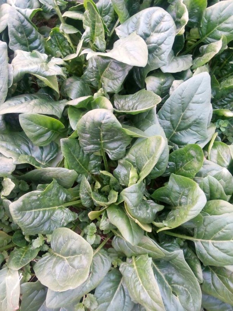 黑叶菠菜15~20厘米