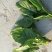 大叶菠菜10~15厘米